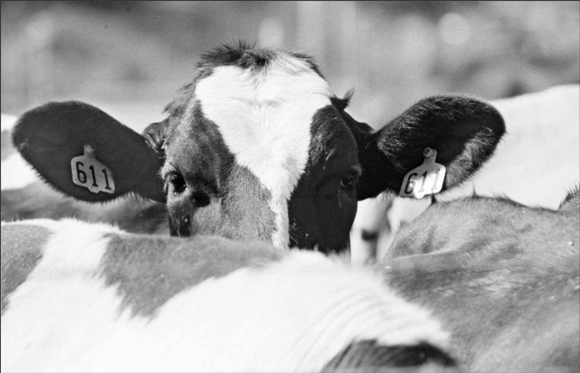 cow peering above the herd, only eyes and ears visible