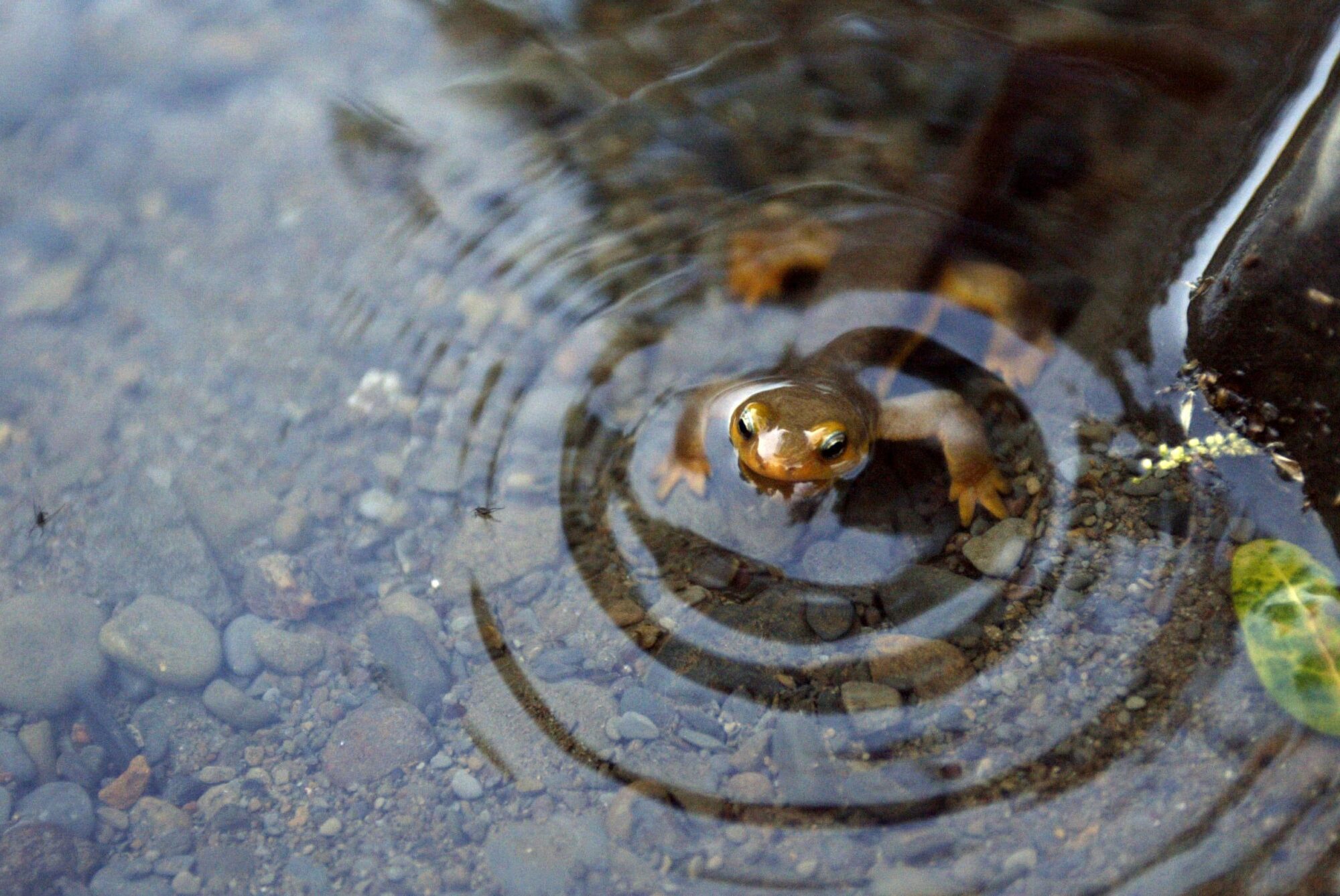 newt in shallow water