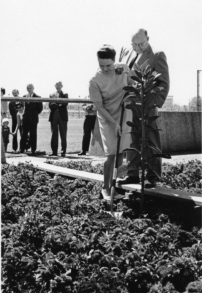 Planting the centennial tree, March 28, 1968