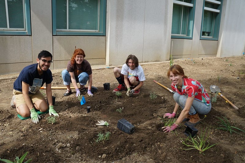 Students planting native plants outside of Shields Library