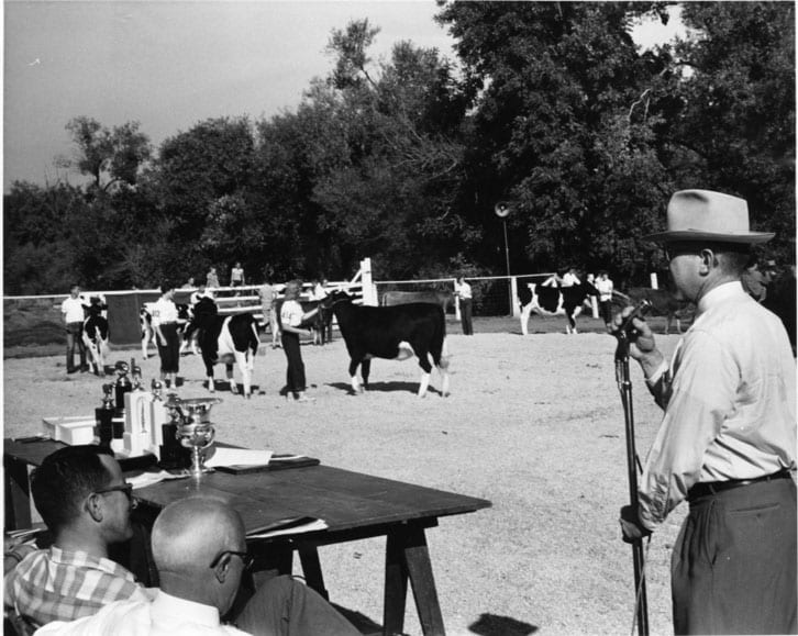 Little International Livestock Show, Robert Laben at Cattle Judging, circa 1950-1959.