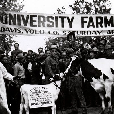 People gather around cow with banner "University Farm, Davis, Yolo Co, Saturday, April"