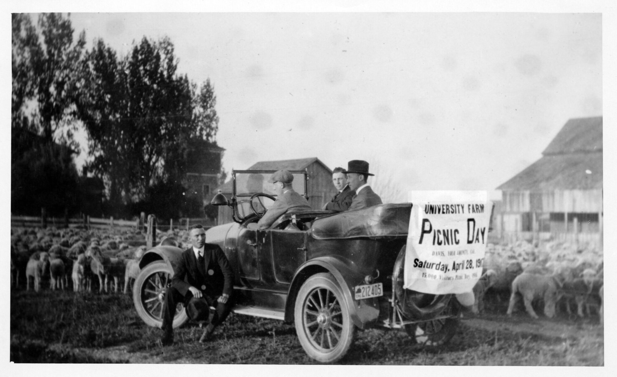 Men in a car with a Picnic Day sign on the back, many sheep in the background