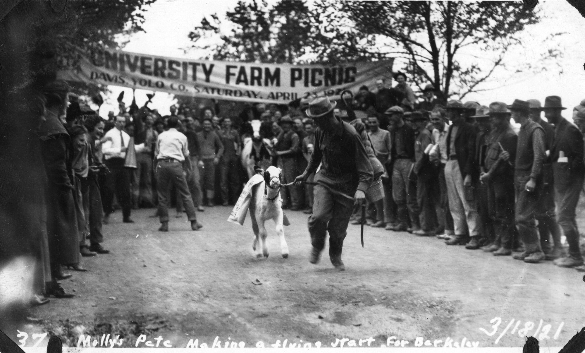 Man running leading a calf with a rope, onlookers and University Farm Picnic sign behind them