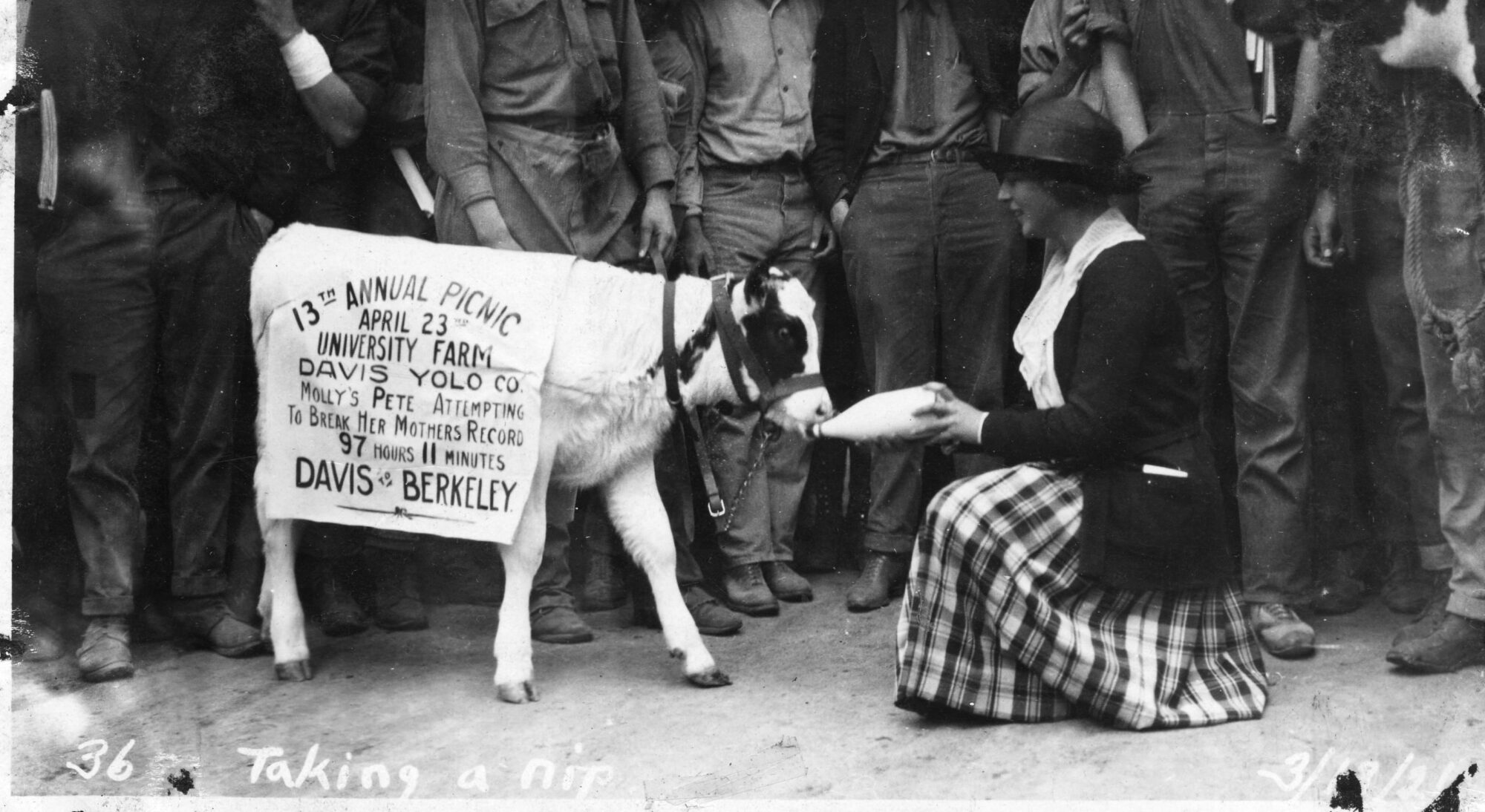 Woman giving bottled milk to a calf wearing a 13th annual picnic sign