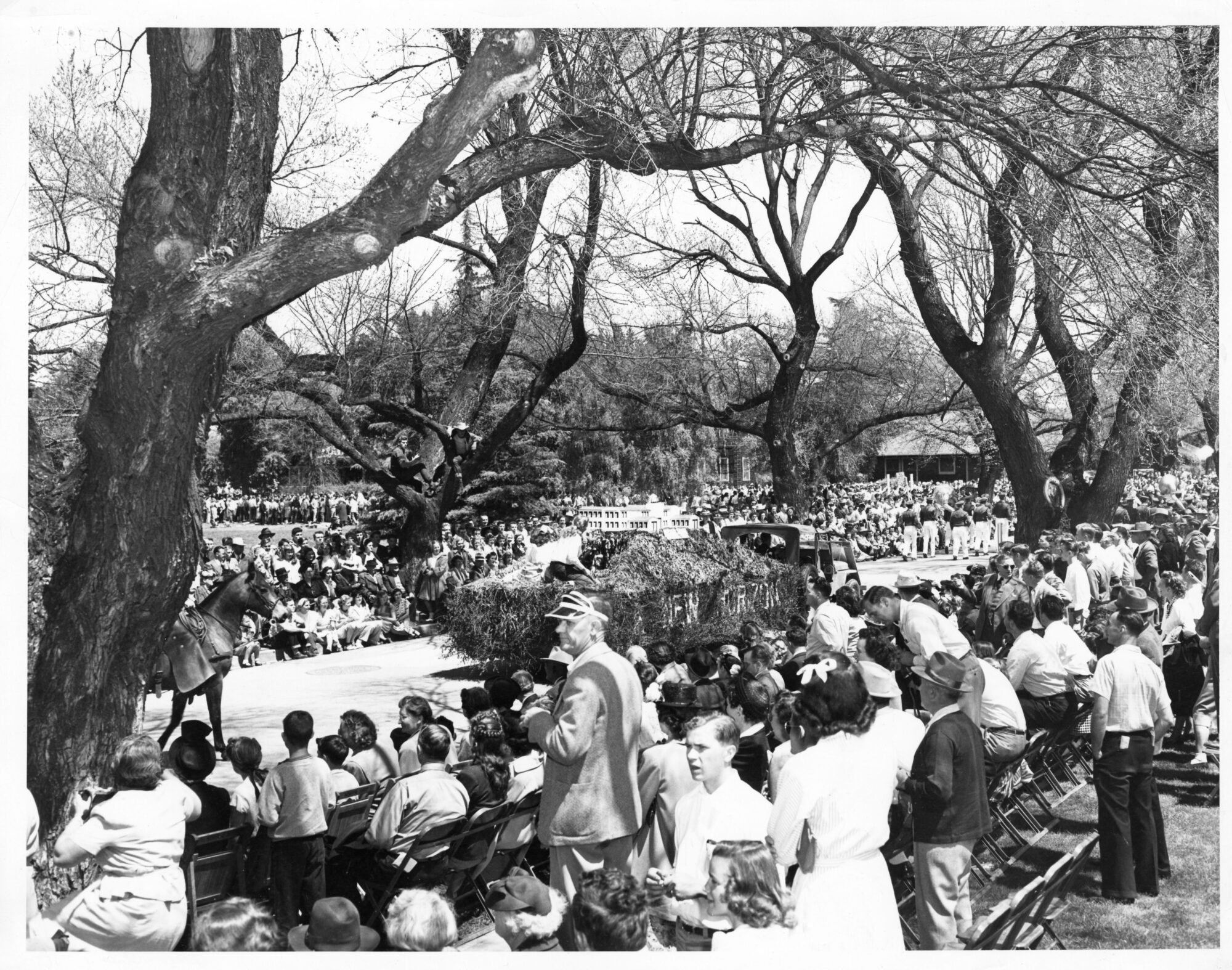 Crowds of parade onlookers on a tree lined street