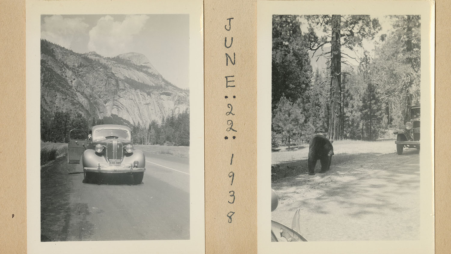 On the right, an image of a car on the highway. On the left, an image of a bear in a forest.