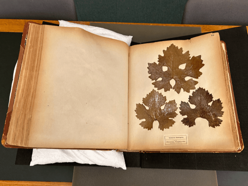 A book with grape leaves pressed into it.