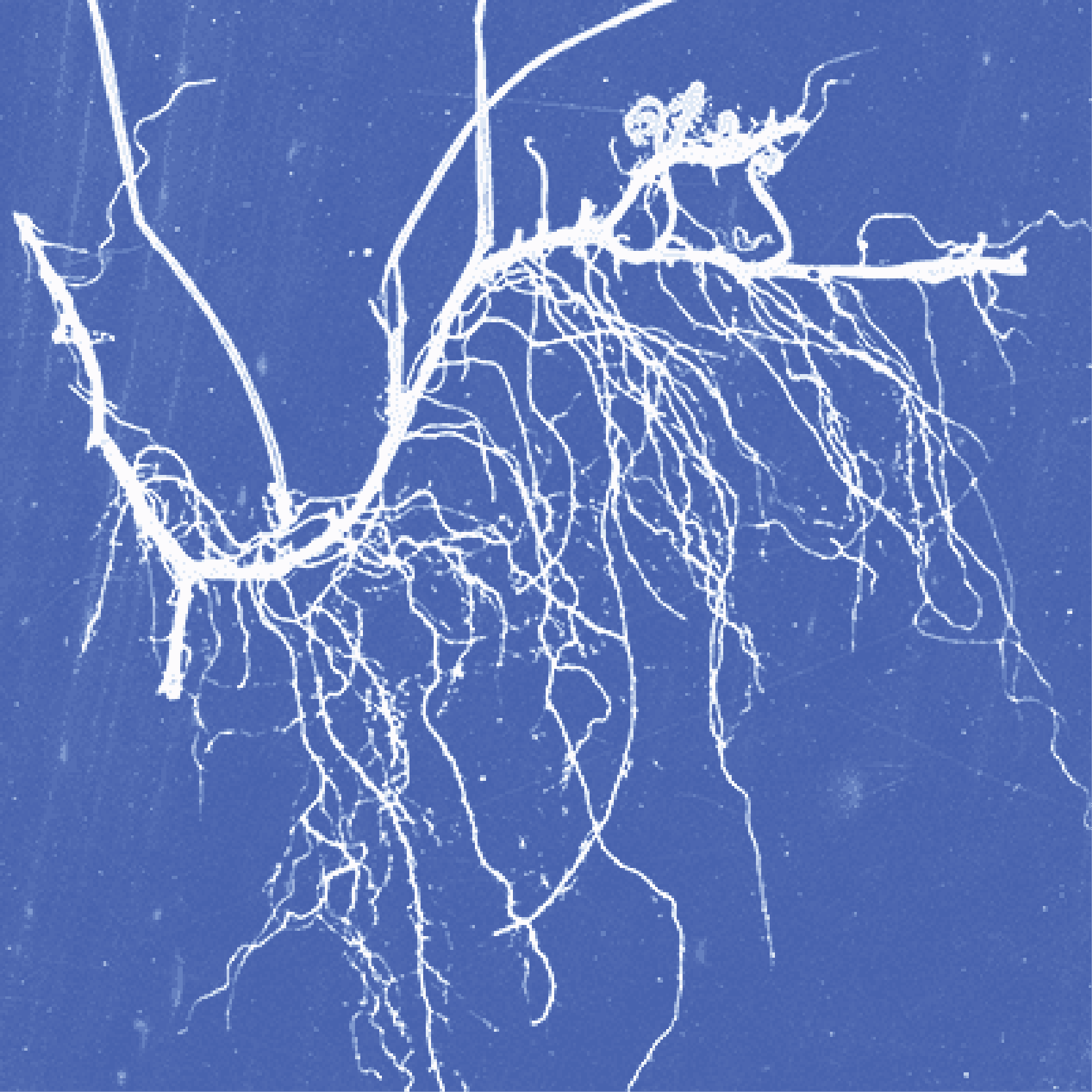 Duotone image of roots underground.