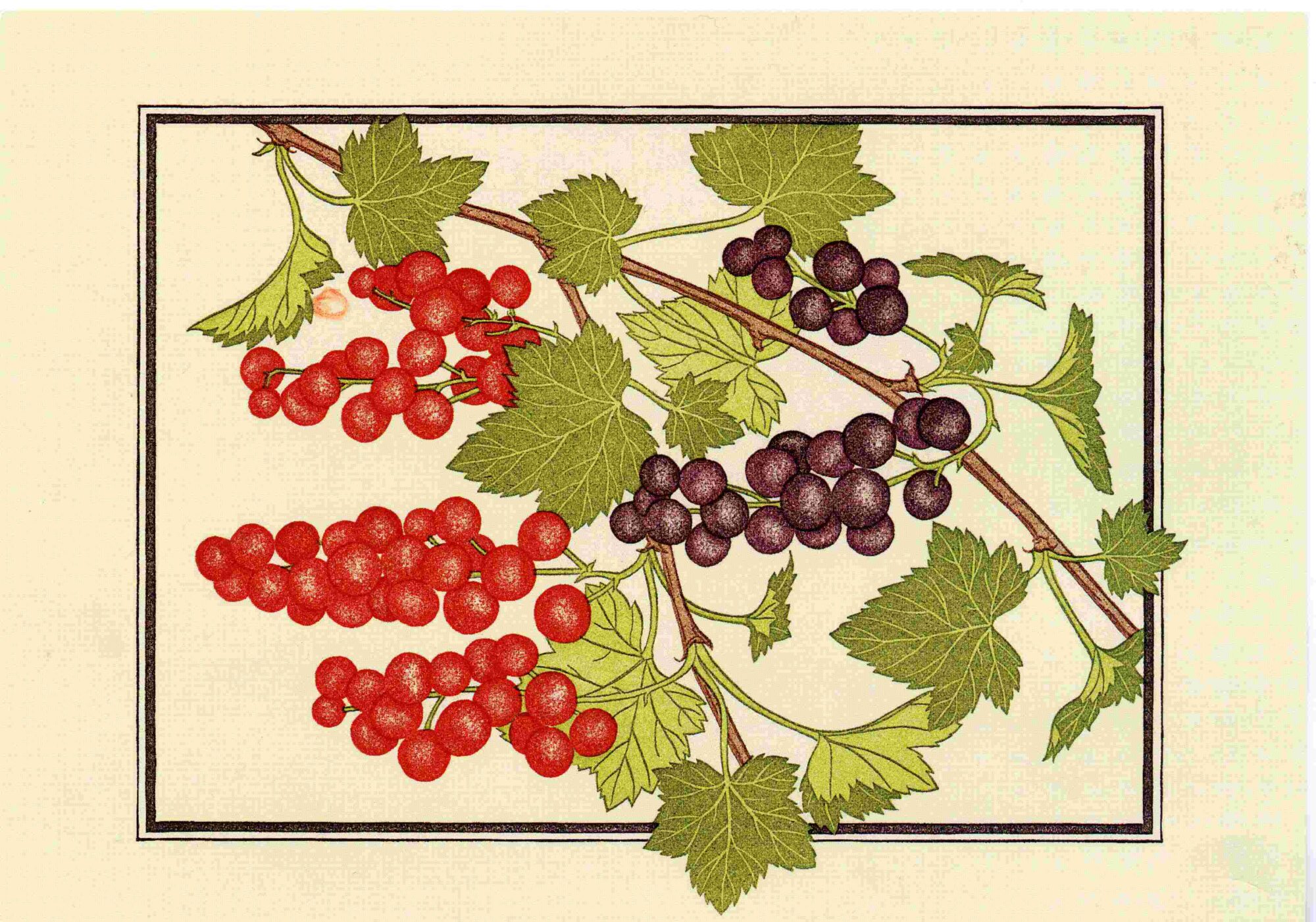 An illustration on a cream-colored background and framed with a black rectangular border shows red and purple grapes hanging from branches with green grape leaves. 