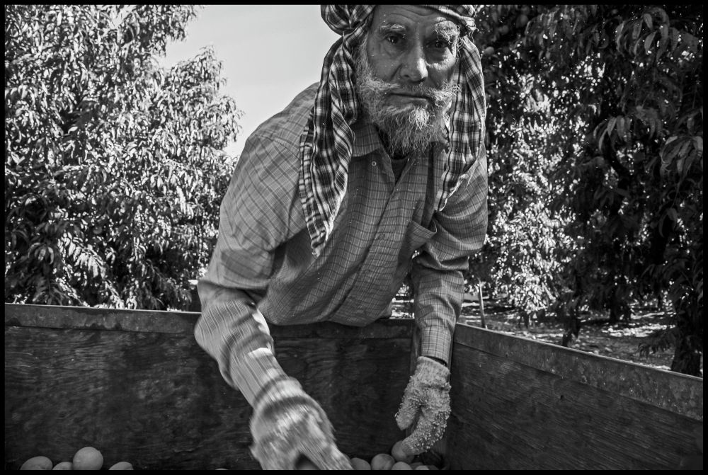 A Punjabi man wearing work gloves leans over a large barrel of peaches.