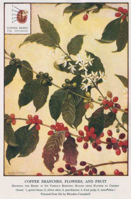 Illustration of branches with green leaves, white flowers, and red berries on a beige background. In one corner, the anatomy of a coffee bean. 