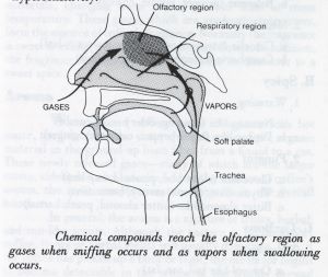 An olfactory anatomy diagram illustrating the passing of gases through the nose into the soft palate and the esophagus. Beneath the diagram, a caption reads: “Chemical compounds reach the olfactory region as gases when sniffing occurs and as vapors when swallowing occurs.”