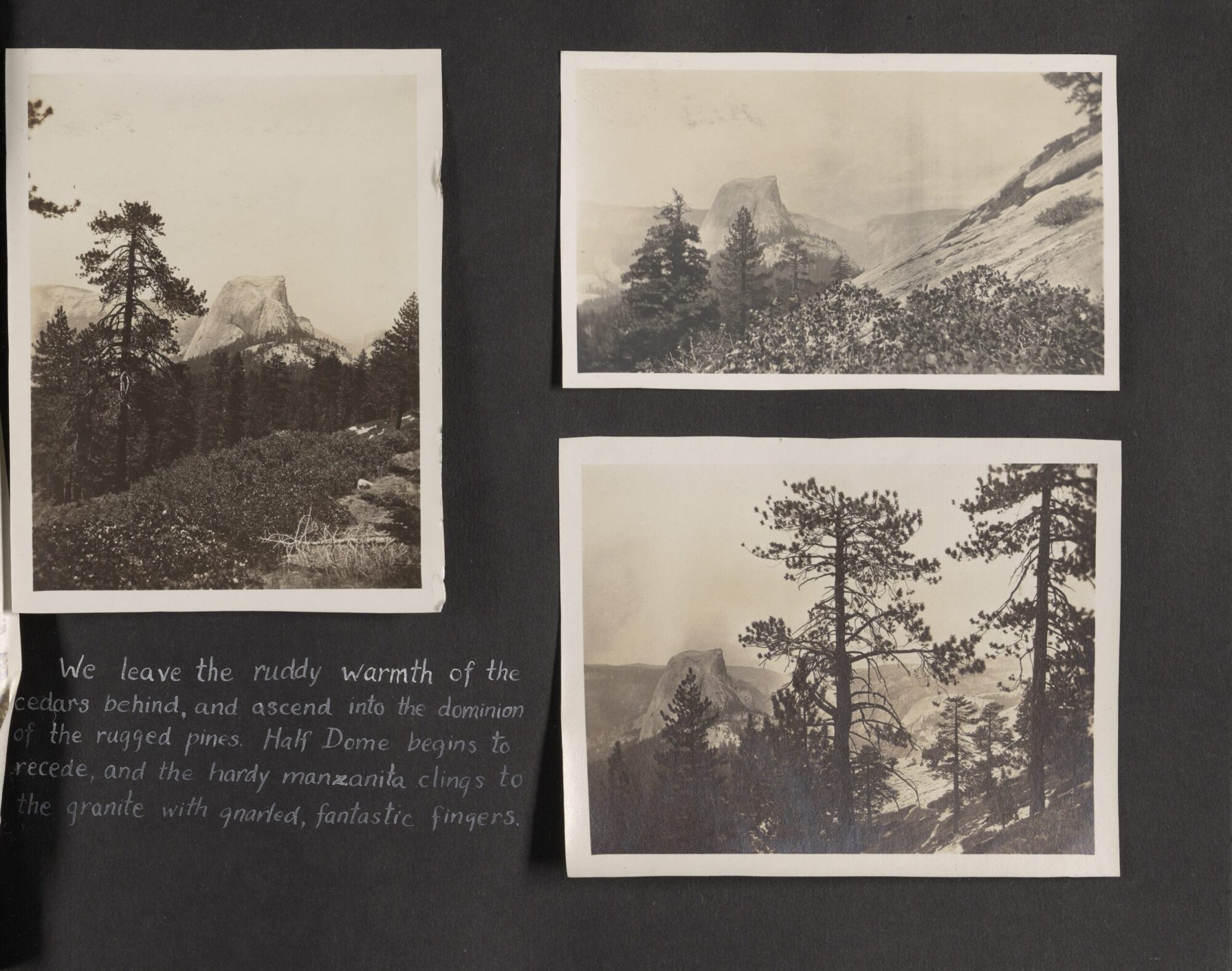 A scan of a page of the photograph album with three black and white photographs of nature.
