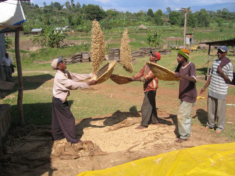 Three Ethiopian men dry coffee beans by tossing them in the air from wicker baskets, as a fourth man looks on.